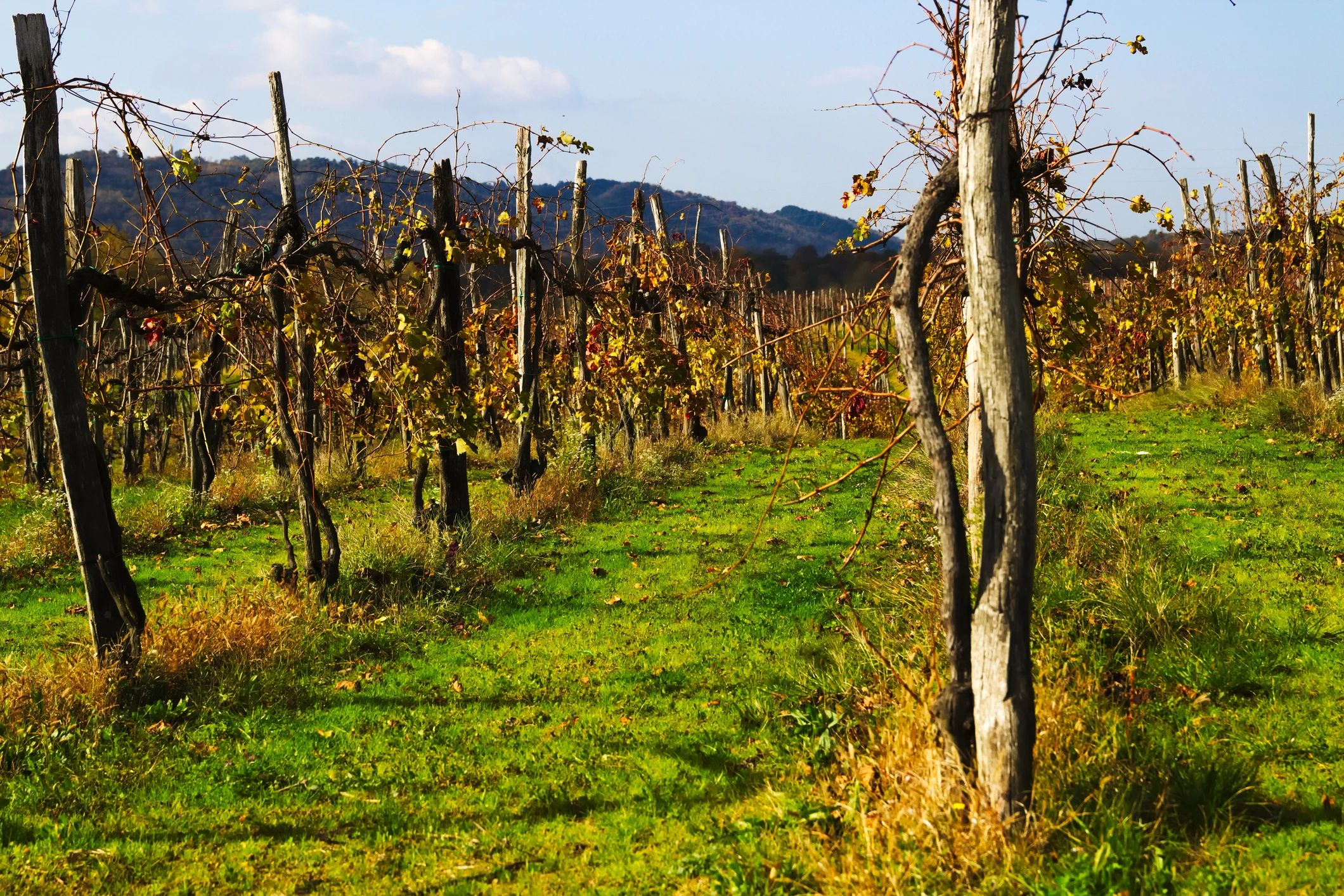 Missouri wine trail concert vineyard music